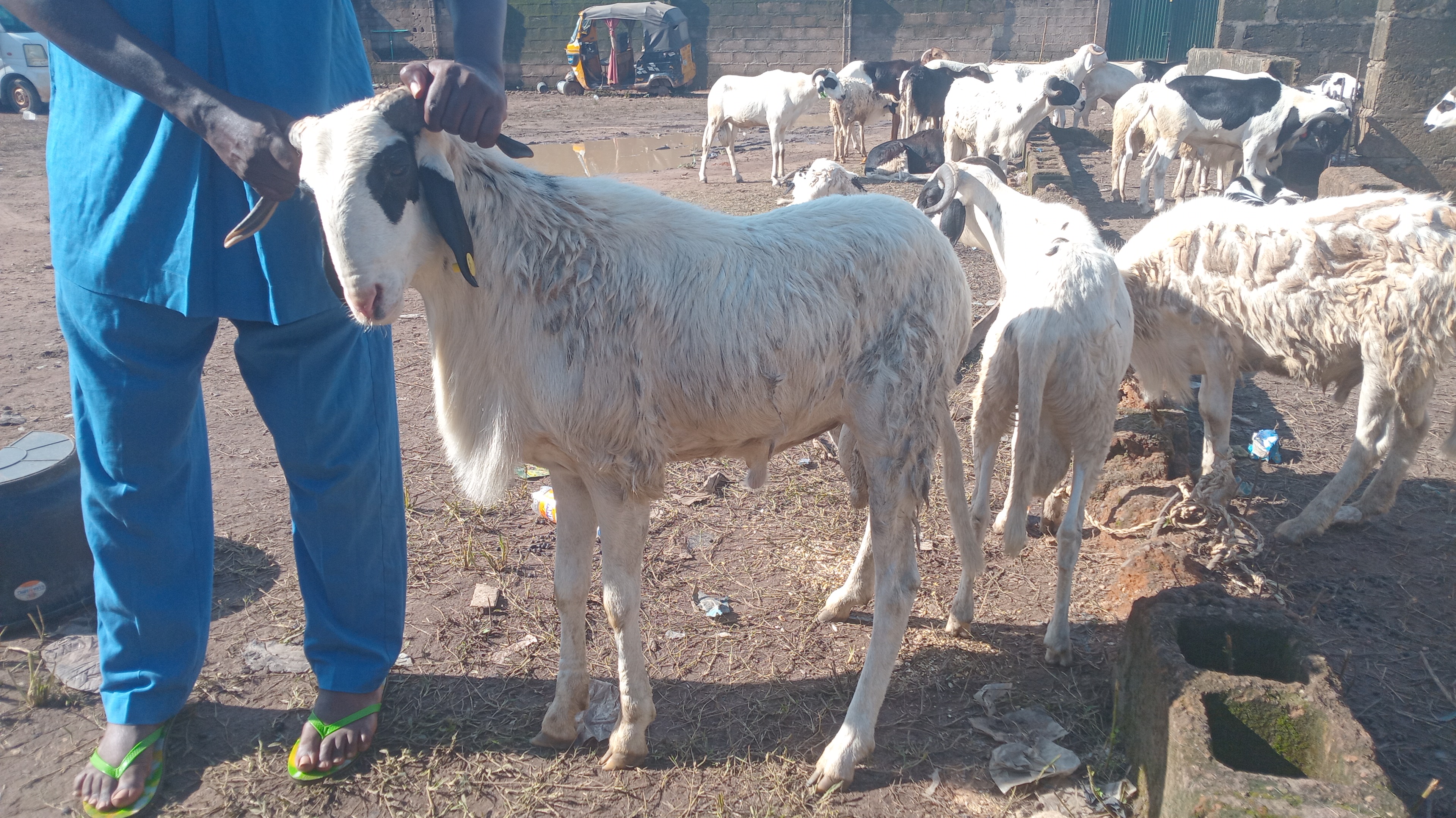 Ileiya Ram program